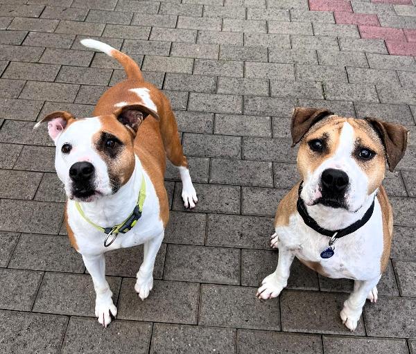 GOLD E MAYA IL SOGNO DI UN'ADOZIONE INSIEME Foto 5